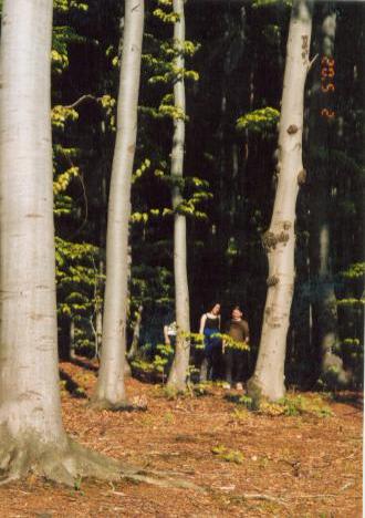 Bukowy las w Przylasku